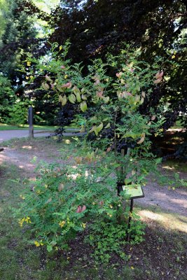 Colutea arborescens - žanovec měchýřník - celek